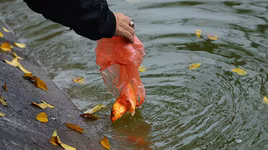 [ẢNH] "Cá chép xuống sông, nilon xuống phố" - ám ảnh Tết ông Công, ông Táo