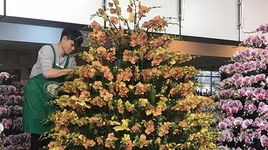 [ẢNH] Chiêm ngưỡng những giống lan Tết đang "làm mưa làm gió" trên thị trường