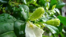 Những lợi ích tuyệt vời của hoa bưởi trong sức khỏe và làm đẹp