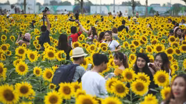 [ẢNH] Mọi miền đất nước bước vào mùa hoa tháng 3 đẹp mê hồn