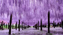 [ẢNH] Lạc bước nơi "thiên đường" hoa tử đằng