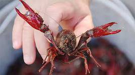 [ẢNH] Tôm hùm đất: "Mối đe doạ" bị tẩy chay trên khắp thế giới