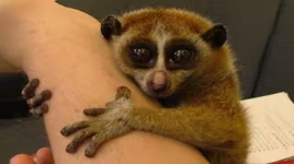 Nhìn đáng yêu nhưng đừng dại mà chạm vào những động vật này