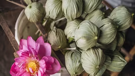 Trà sen được ướp tinh tế như thế nào?