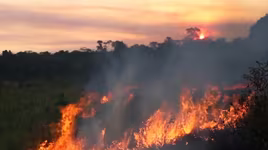 Cháy rừng nghiêm trọng tại Brazil (Ảnh: Reuters)
