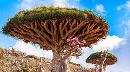 [ẢNH] Chiêm ngưỡng những loài thực vật "có một không hai" trên thế giới