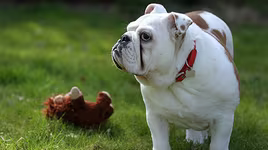 [ẢNH] Top 10 giống chó "sang chảnh" nhất thế giới