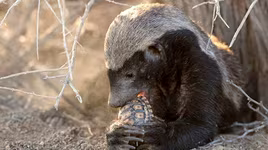 [ẢNH] Điểm mặt những loài động vật "cục tính" nhất hành tinh