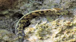 [ẢNH] Điểm mặt những loài cá "sợ" nước trên thế giới