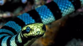 [ẢNH] Top 10 loài rắn cực độc, nguy hiểm nhất hành tinh