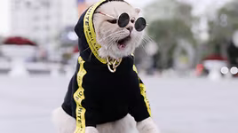 [ẢNH] "Tan chảy" trước vẻ đáng yêu của những chú mèo đẹp nhất thế giới