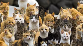 [ẢNH] Thánh địa nơi động vật chính là "bá chủ"