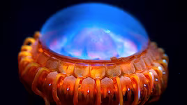 [ẢNH] Bất ngờ trước khả năng tự phát sáng của một số loài sinh vật