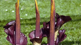 [ẢNH] Những loài hoa kỳ lạ nhất thế giới