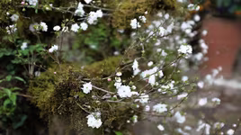 [ẢNH] Những loại cây cảnh có giá cao ngất ngưởng nhưng vẫn được săn đón trong dịp Tết 2020