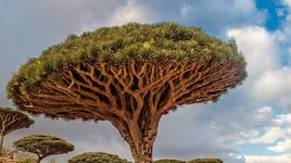 [ẢNH] Những điều thú vị ít người biết về hòn đảo "ngoài hành tinh" Socotra