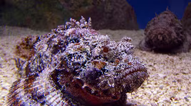 [ẢNH] Những "thiên tài ngụy trang" trong thế giới động vật (P2)