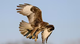 [ẢNH] Cận cảnh những loài chim nguy hiểm nhất thế giới