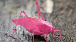 [ẢNH] Những loài vật có màu sắc độc lạ mà bạn không ngờ tới