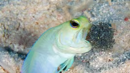 [ẢNH] Top 7 loài động vật có hình thức sinh sản "dị" nhất hành tinh