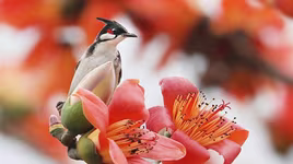 [ẢNH] "Bỏ túi" những bài thuốc hay từ cây hoa gạo