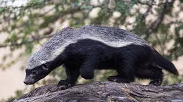 [ẢNH] Top 8 loài động vật sở hữu trí thông minh "siêu đẳng" nhất hành tinh