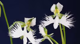 [ẢNH] Top 7 loài hoa lan sở hữu vẻ đẹp độc đáo bậc nhất hành tinh