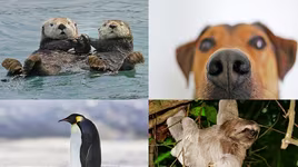 [ẢNH] Những khám phá thú vị về thế giới động vật khiến nhiều người phải kinh ngạc