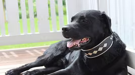 [ẢNH] Những loài động vật "biến hóa" thần kỳ qua khả năng thay đổi màu sắc trên da, trên lông