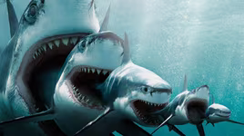 [ẢNH] Top 5 động vật sát thủ chuyên ăn thịt đồng loại