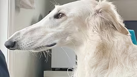 [ẢNH] Những loài động vật sở hữu chiếc mũi đáng kinh ngạc