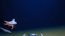 [ẢNH] Những loài bạch tuộc kỳ lạ dưới đáy đại dương