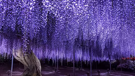 [ẢNH] Chiêm ngưỡng những loại cây "độc- lạ" nhất hành tinh