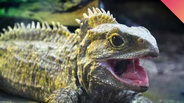 [ẢNH] Top những động vật sống "thọ" nhất trái đất