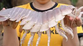 [ẢNH] 6 món đặc sản biển gây ấn tượng bởi vẻ ngoài "kỳ dị"