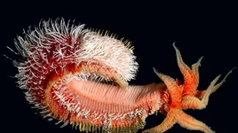 [ẢNH] Top 5 loài động vật "dị thường" sống ở những nơi nóng nhất trái đất