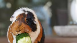 [ẢNH] Những loài động vật có tuổi thọ ngắn nhất thế giới