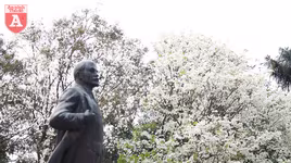 Hà Nội đẹp dịu dàng trong sắc trắng hoa sưa