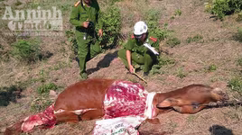 Phú Yên: Trộm bò trị giá hàng chục triệu đồng nhưng chỉ chặt lấy đùi