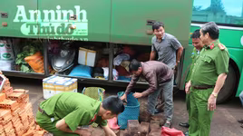 Phát hiện, xử lý xe khách chở thú rừng và sản phẩm gỗ trái phép