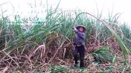 Mẫu thuẫn, chém hàng xóm tử vong tại ruộng mía