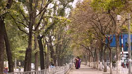Hà Nội đẹp ngỡ ngàng mùa cây thay lá