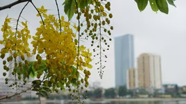 Ngơ ngẩn ngắm muồng hoàng yến nở vàng rực giữa trời Hà Nội