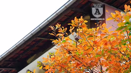 Bất ngờ bắt gặp 'rừng' lá đỏ Hàn Quốc xuất hiện đầy mê hoặc giữa Hà Nội