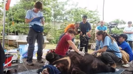 Ngôi sao Thái Lan tới Việt Nam tuyên truyền bảo vệ gấu