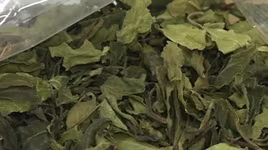 Lá Khát - Loại ma túy cực độc được tuồn vào Việt Nam