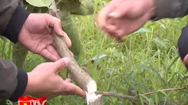 Chế tài của pháp luật đối với hành vi phá hoại hoa màu