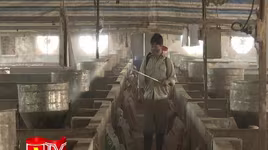 Hà Nội triển khai các biện pháp phòng chống dịch tả lợn châu Phi