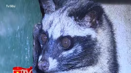 Buôn bán động vật hoang dã trái phép vẫn diễn biến phức tạp