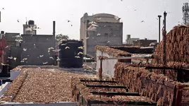 Vừa chống dịch Covid-19, Ấn Độ vừa "chiến đấu" với nạn châu chấu kỷ lục trong 30 năm